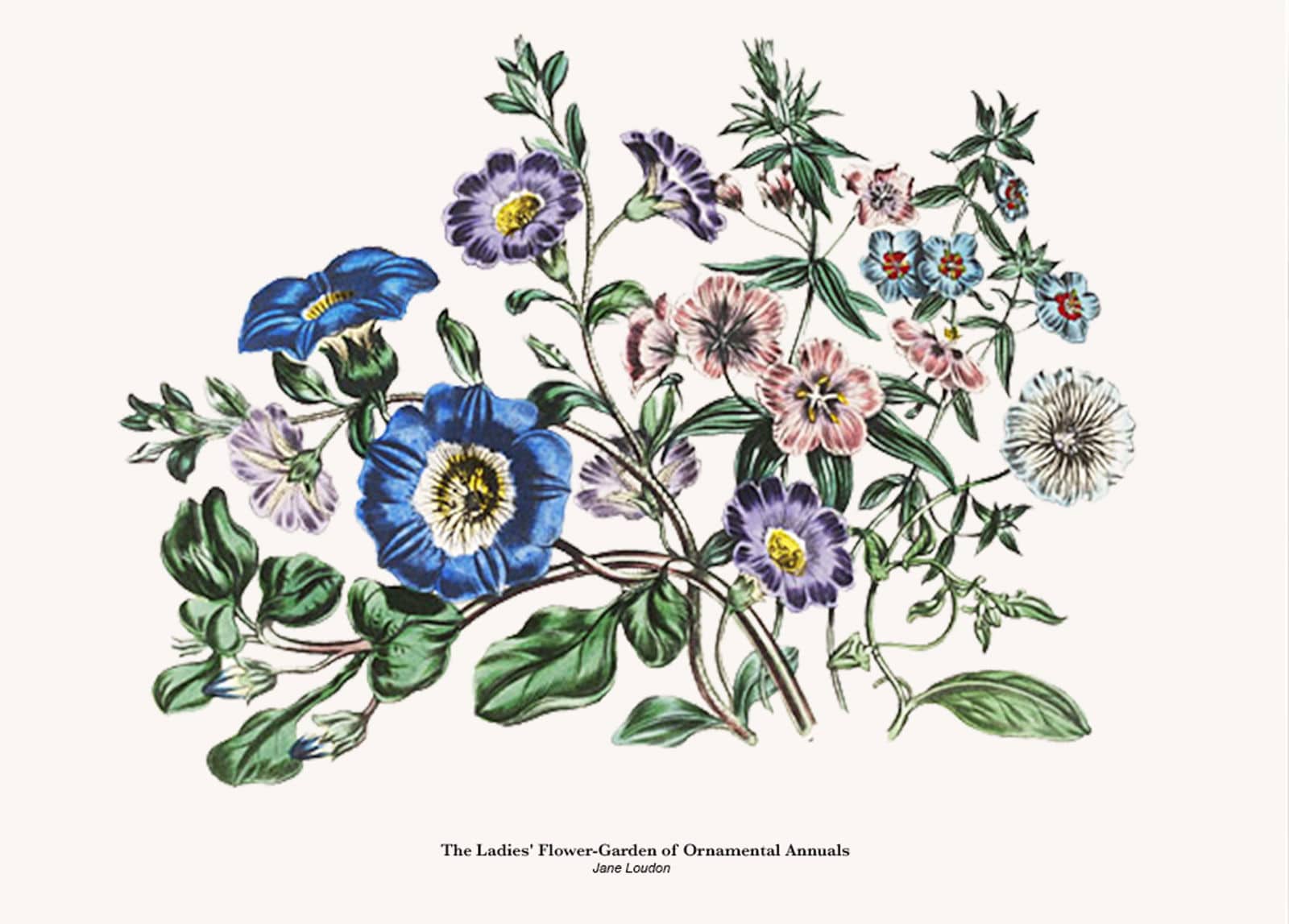 "Jane Loudon - The Ladies' Flower-Garden of Ornamental Annuals Poster No2"