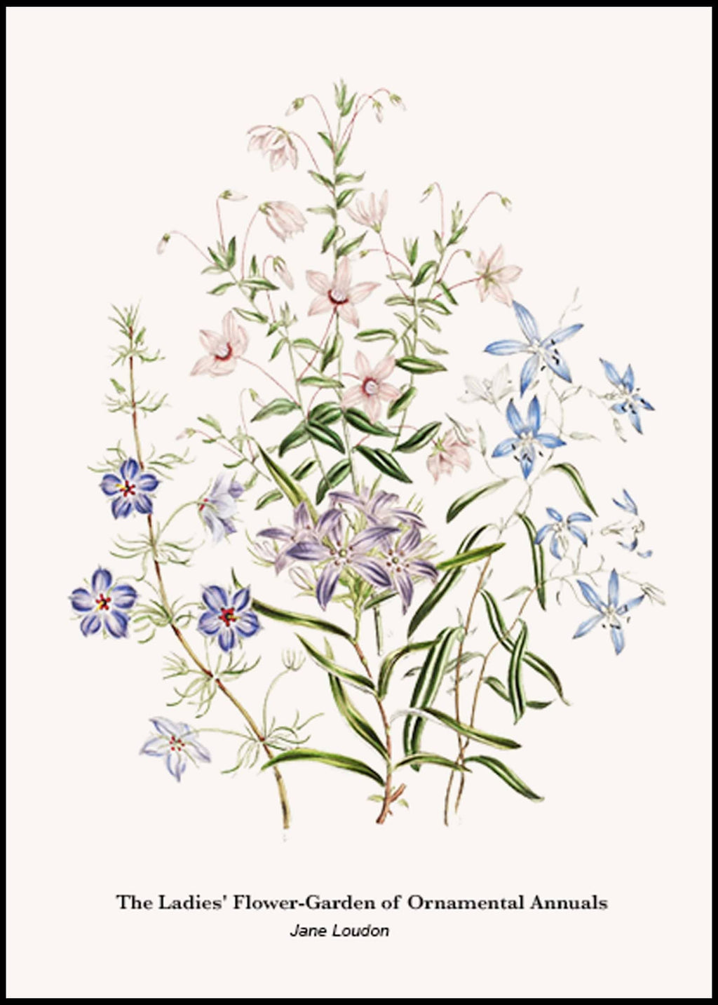 "Jane Loudon - The Ladies' Flower-Garden of Ornamental Annuals No1 Poster"