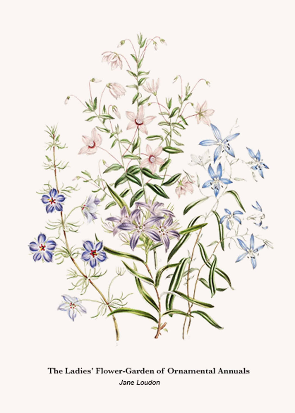 "Jane Loudon - The Ladies' Flower-Garden of Ornamental Annuals No1 Poster"