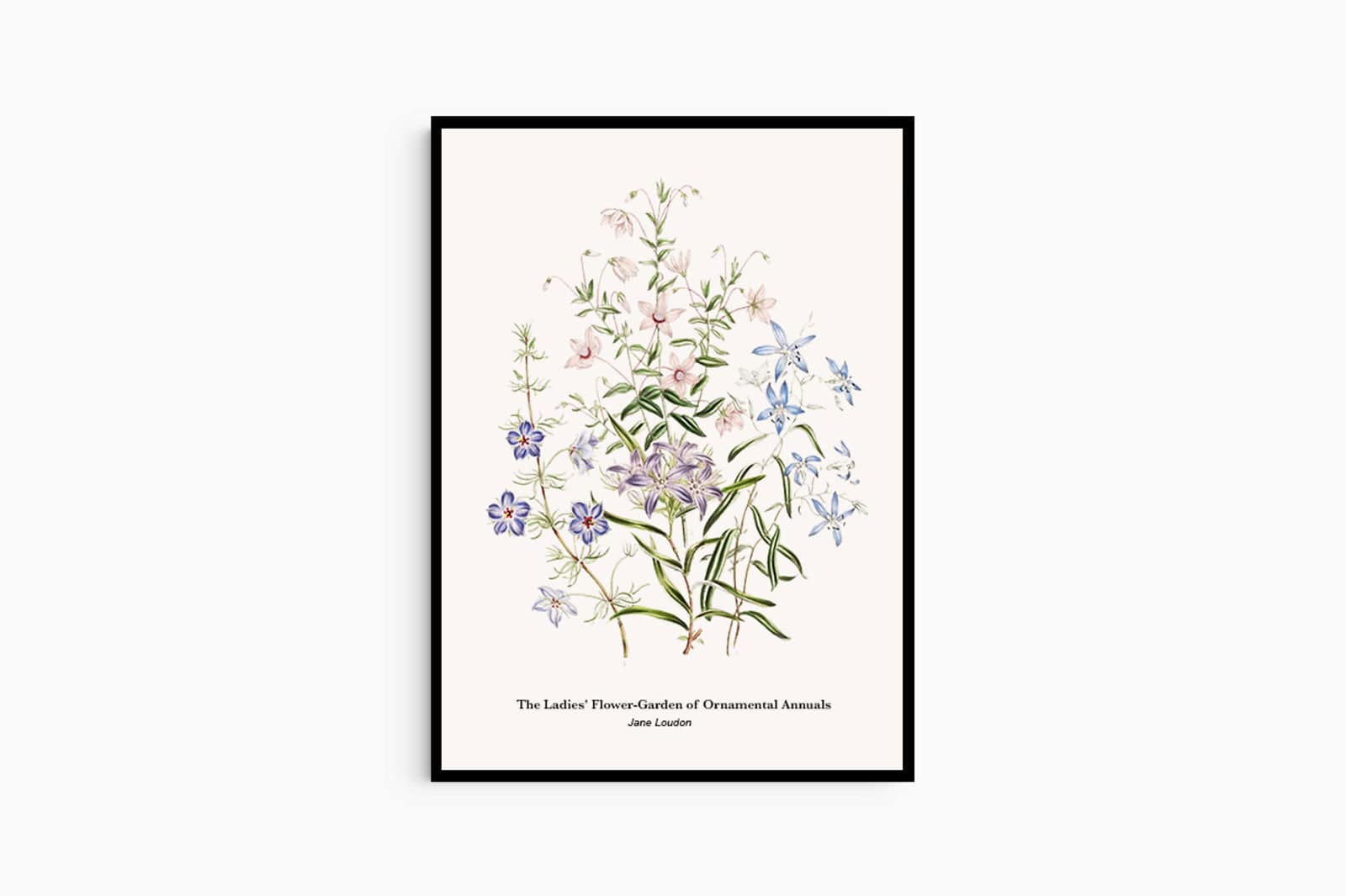 "Jane Loudon - The Ladies' Flower-Garden of Ornamental Annuals No1 Poster"