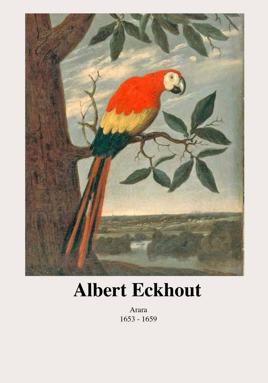 "Albert Eckhout - Arara Poster"