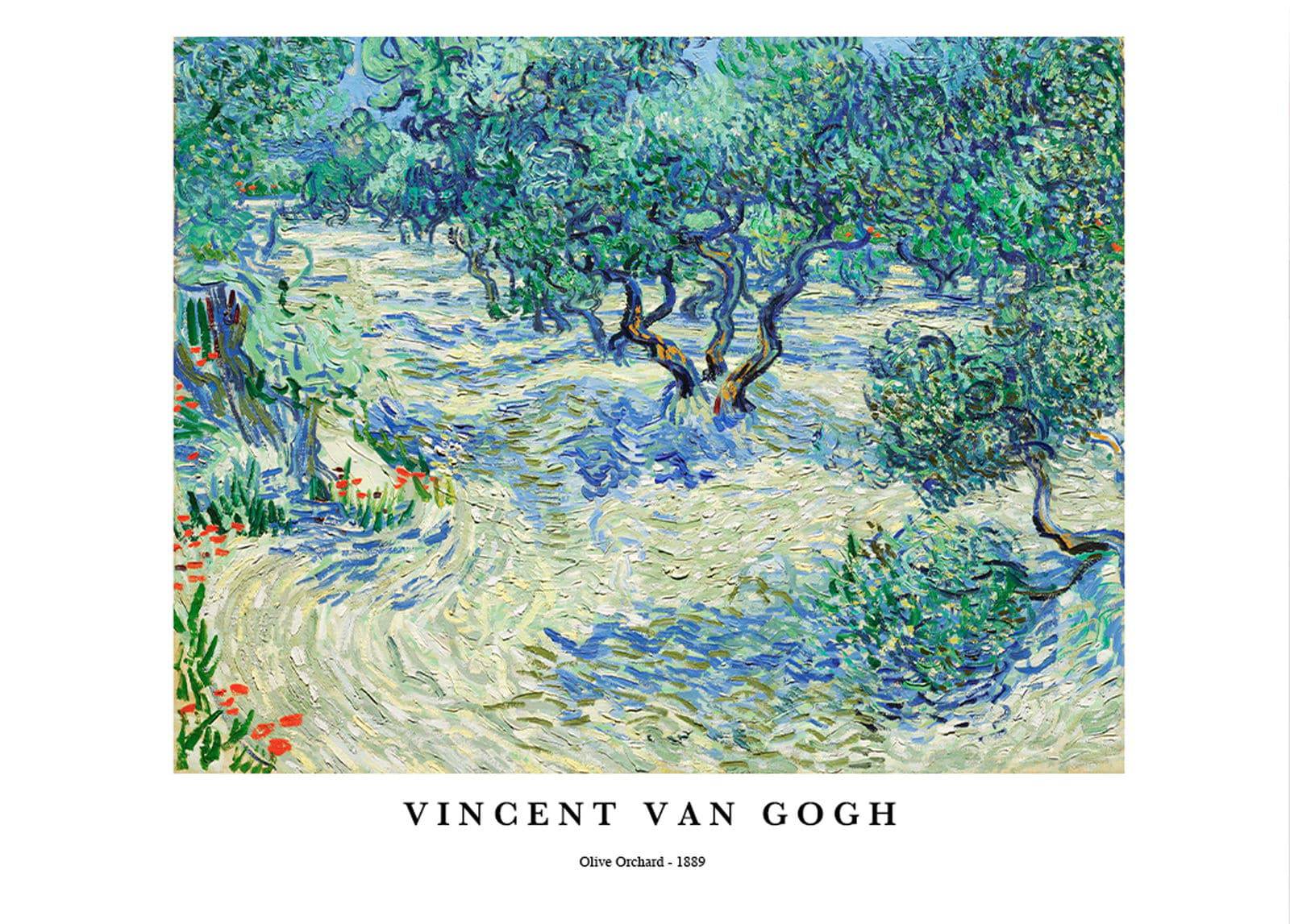 "Vincent Van Gogh - Olive Orchard Poster"