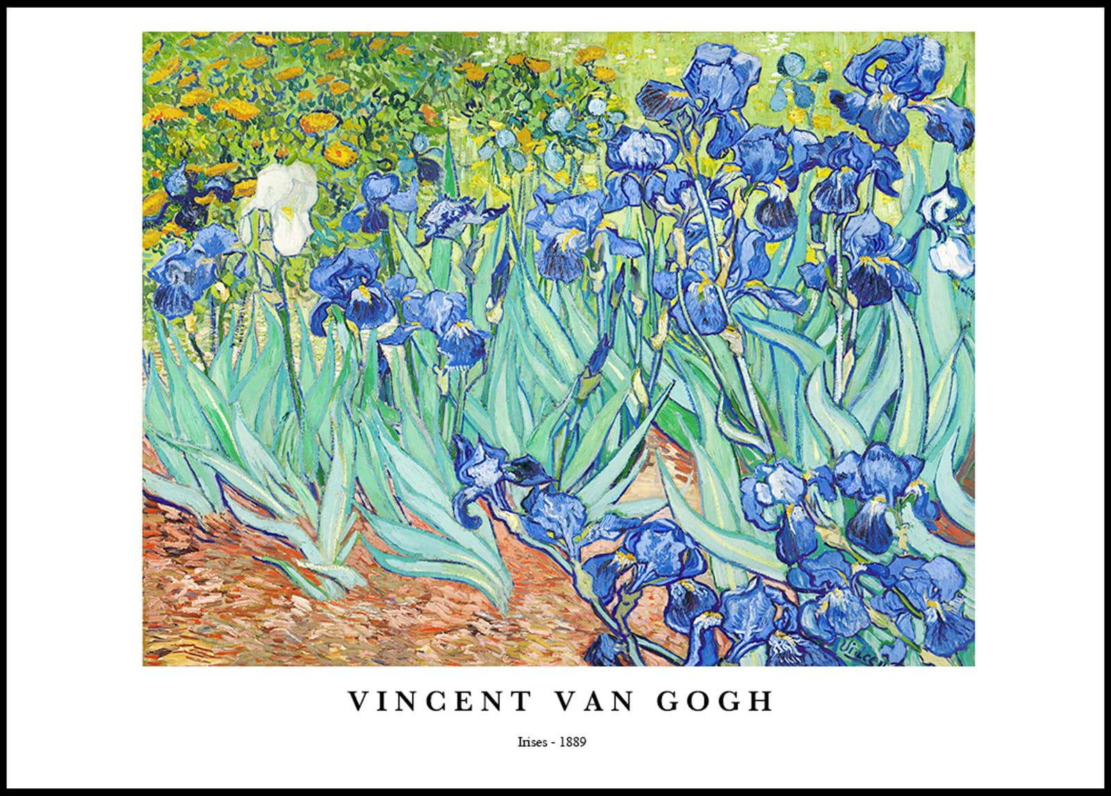 "Vincent Van Gogh - Irises Poster"
