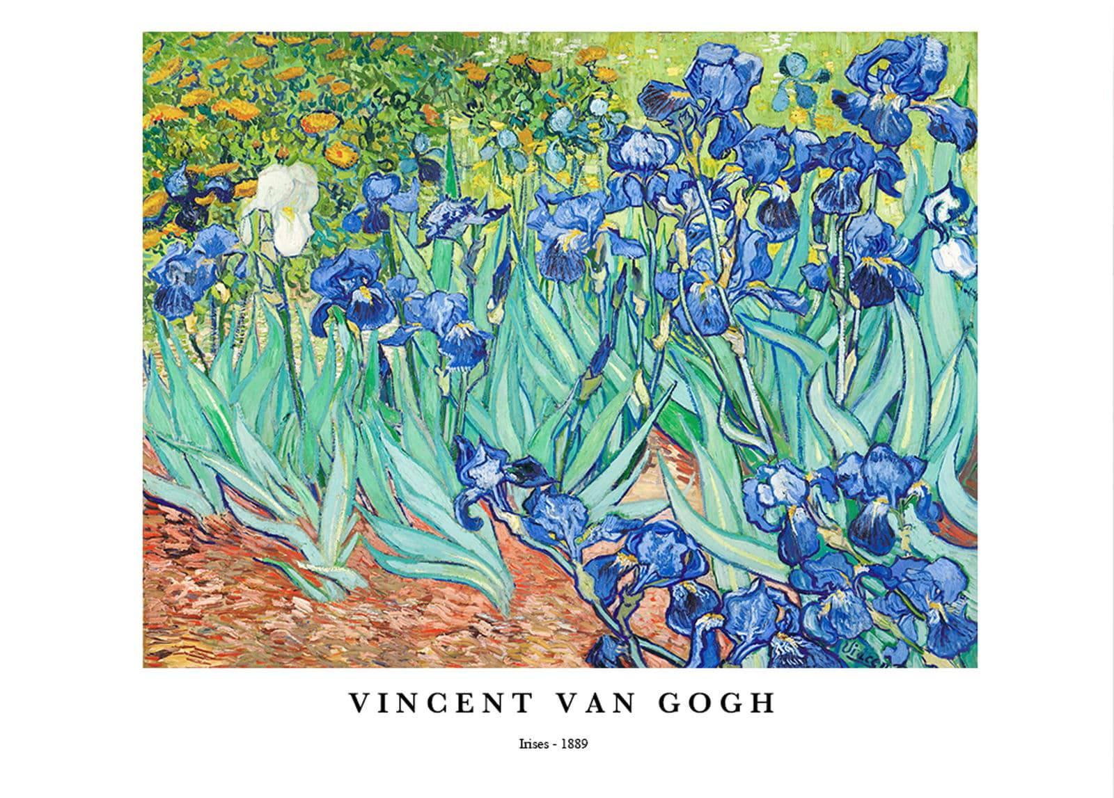 "Vincent Van Gogh - Irises Poster"