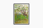 "Vincent Van Gogh - The Flowering Orchard"