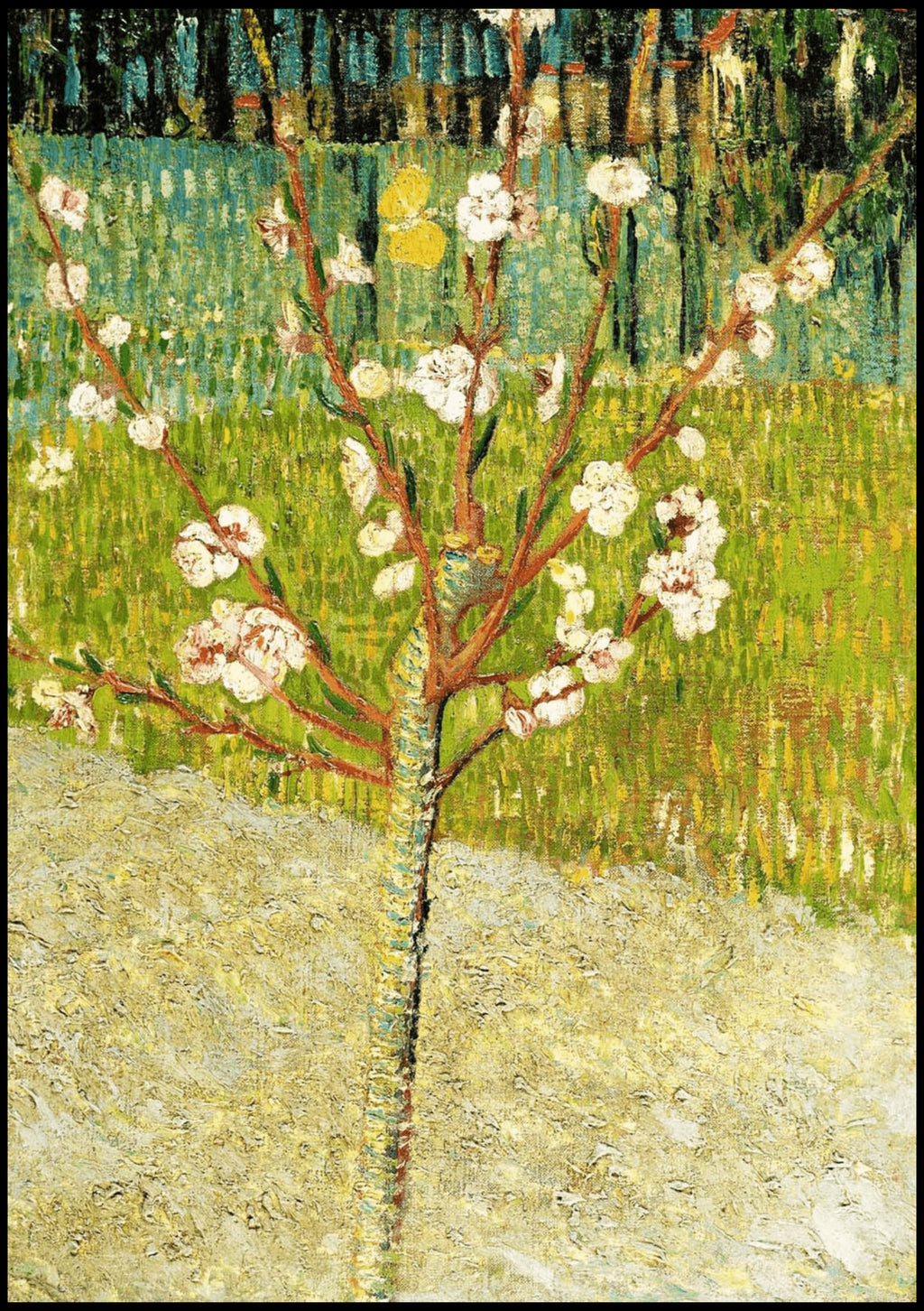 "Vincent Van Gogh - Almond Tree in Blossom"