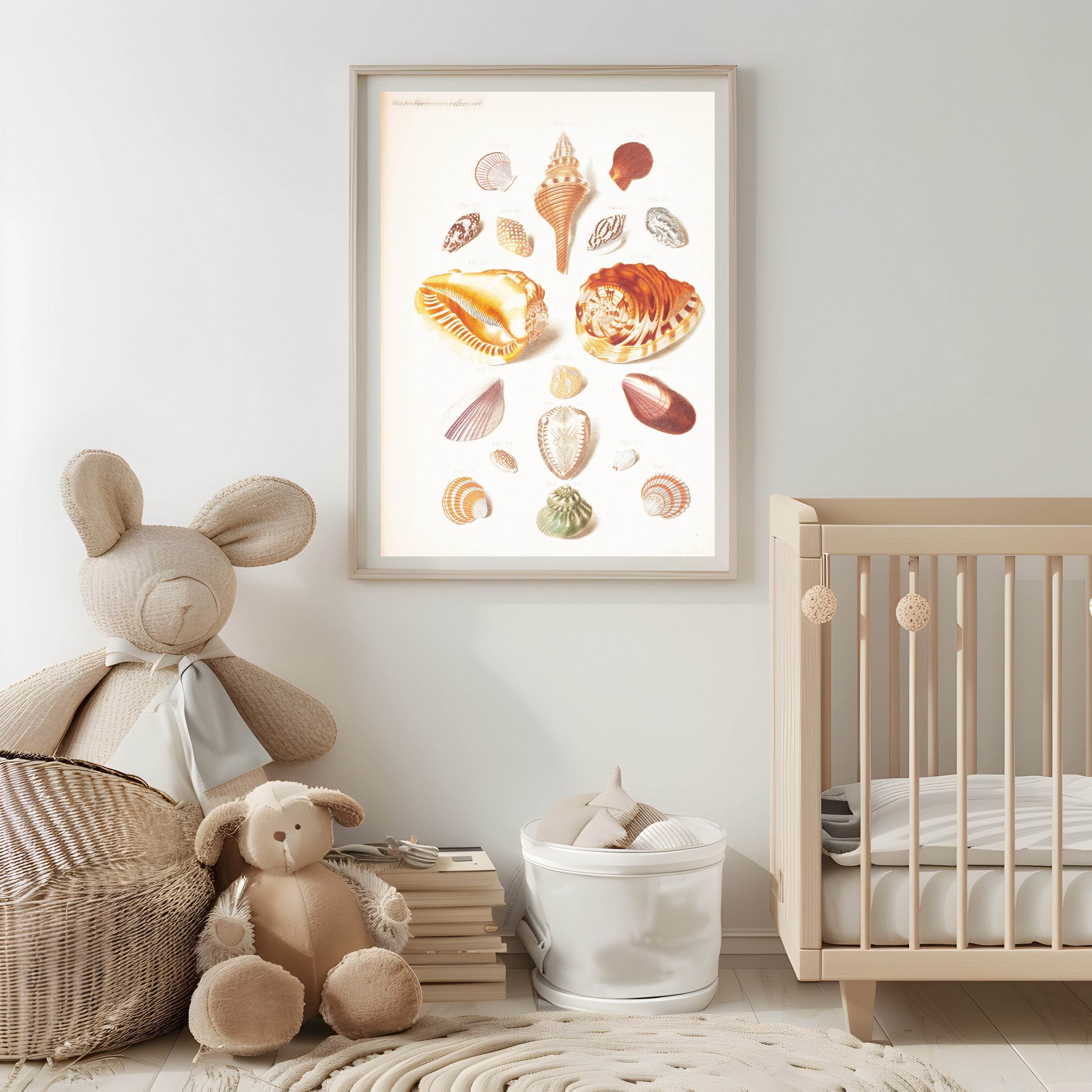 Illustration Planche Med Konkylier - Hakyarts