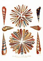 Encyclopaedia Londinensis – Conchology Pl. 11 - Hakyarts