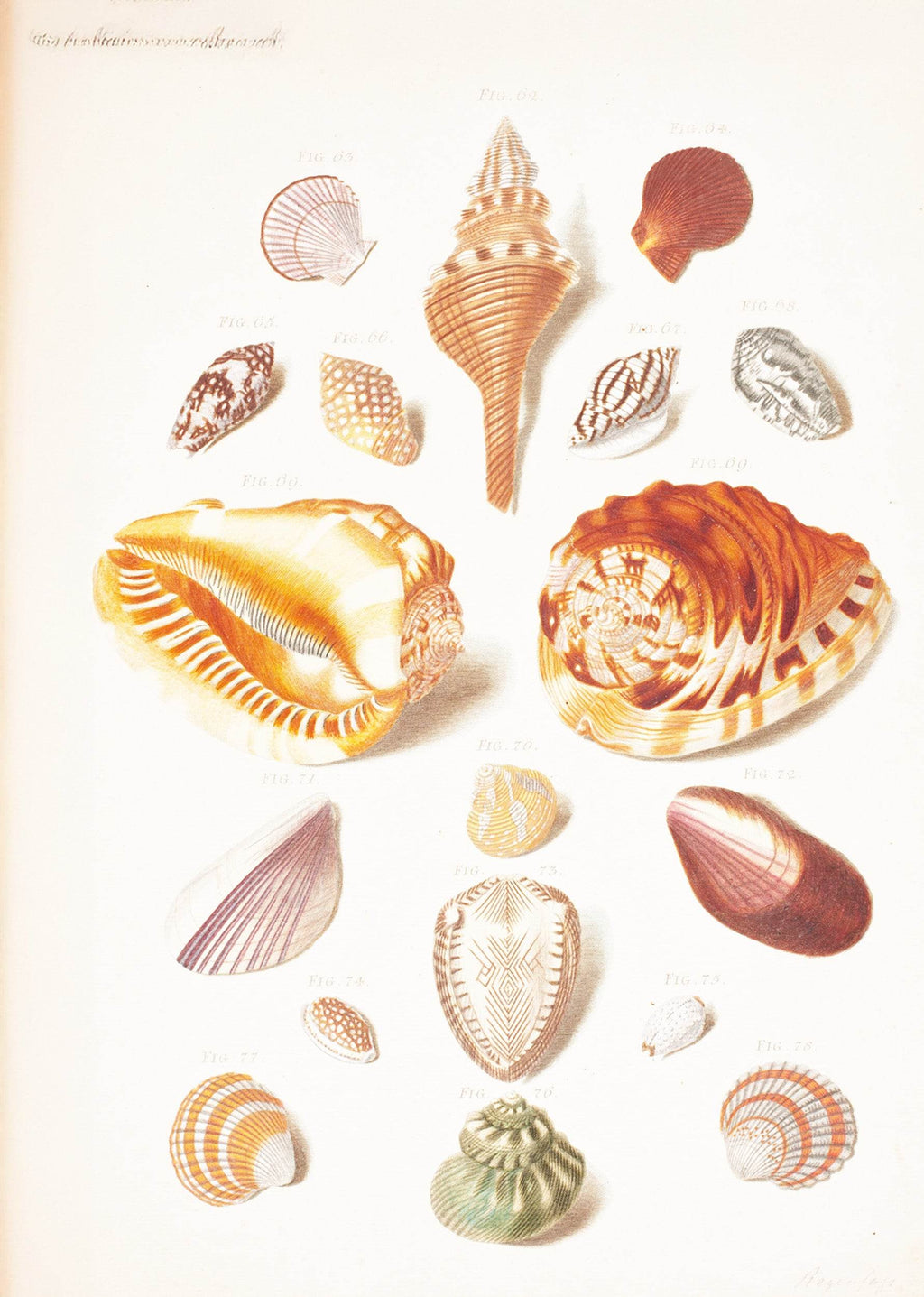 Illustration Planche Med Konkylier - Hakyarts