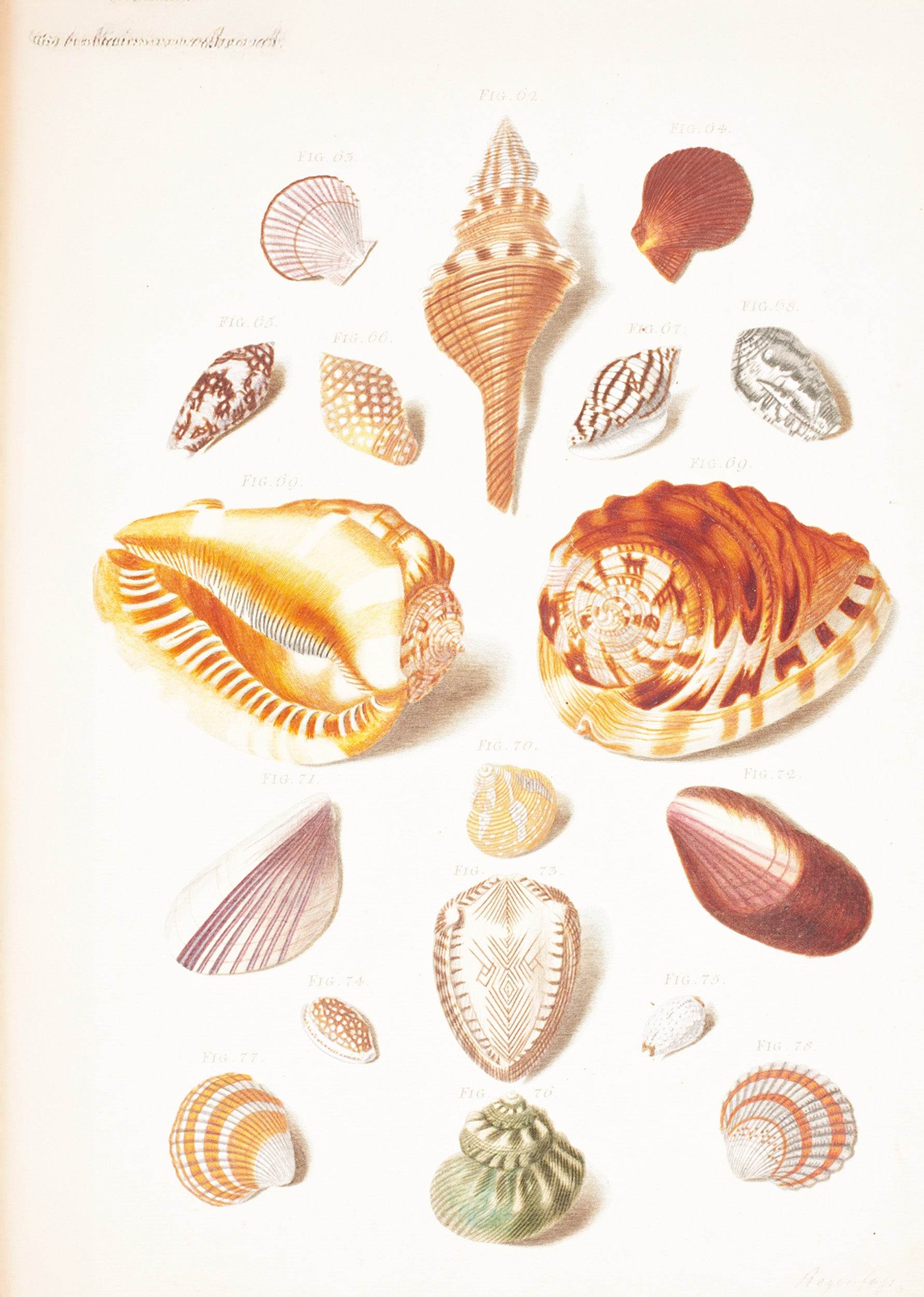 Illustration Planche Med Konkylier - Hakyarts