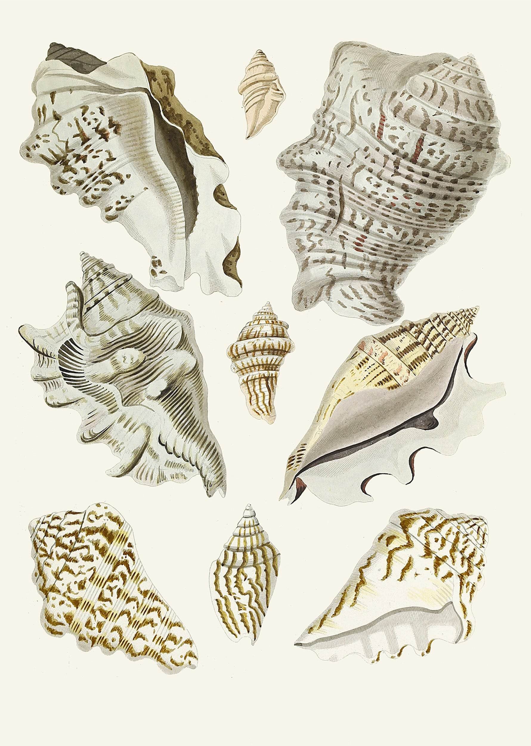 The Winged Snails Pl.23 - Hakyarts