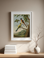 Albert Eckhout – Tuite, Iapui und Caiicupeu caya – Ethnographic Illustration Art Print