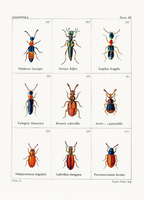 British Beetles Plate IV