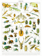 Vintage Insectes I by Adolphe Millot – Entomology Illustration Art Print - Hakyarts