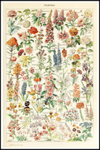 Vintage Fleurs II by Adolphe Millot – Botanical Illustration Art Print - Hakyarts