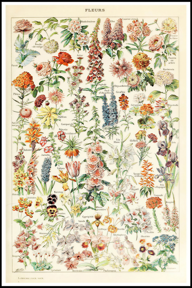 Adolphe Millot - Fleurs II Poster
