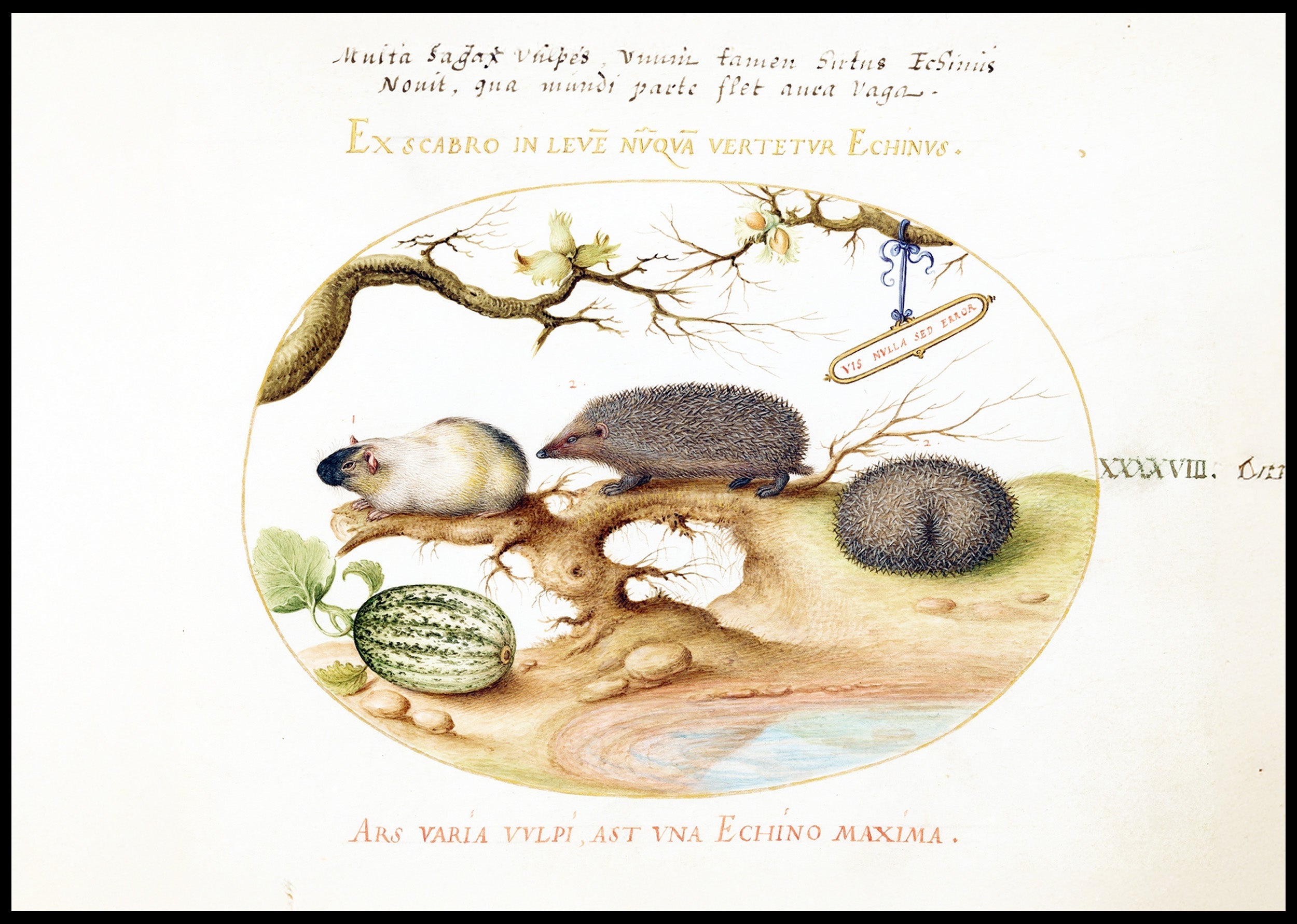 Guinea Pig and Hedgehogs with Melon and Cobnuts