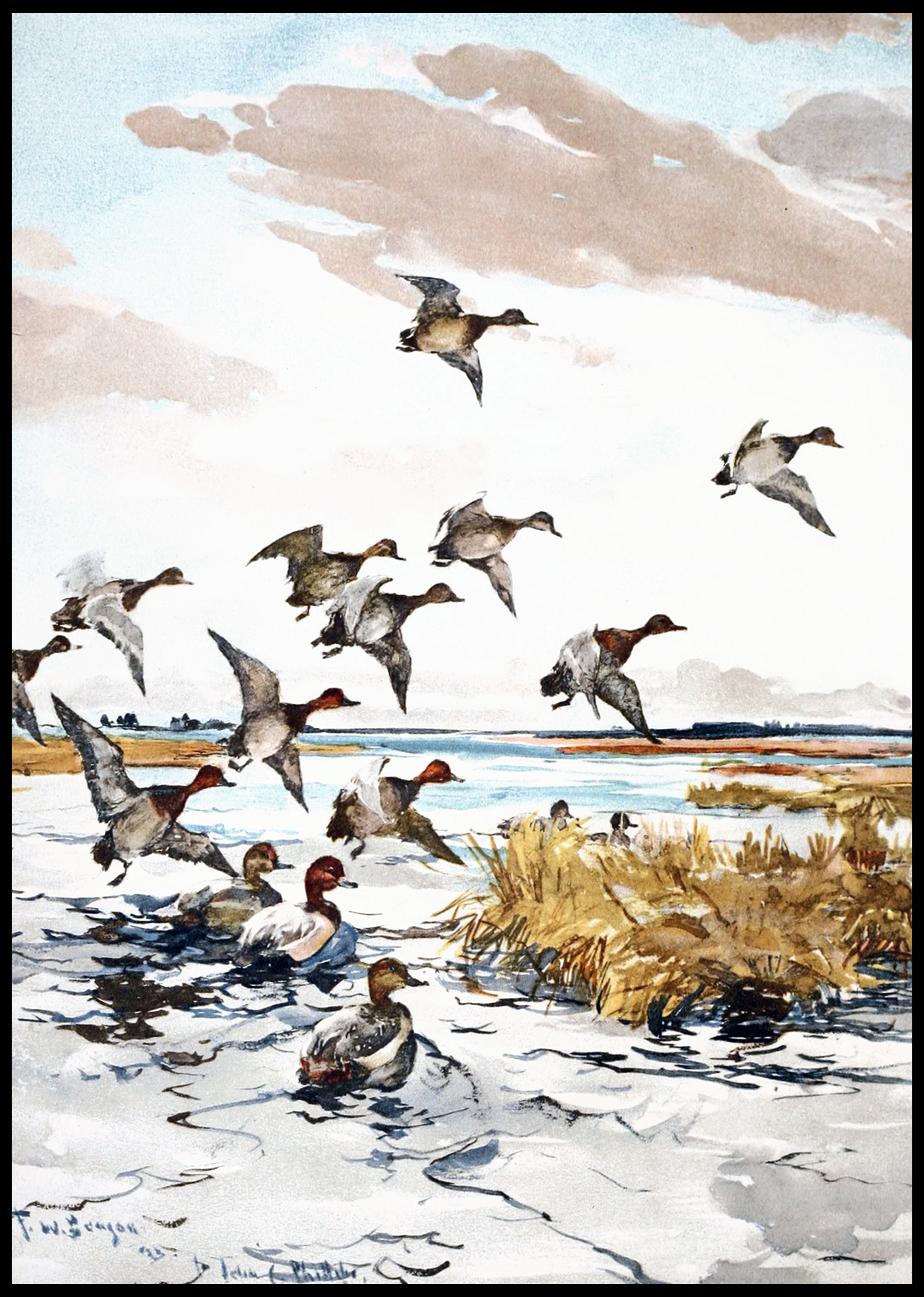 Frank Weston - Red-Heads Coming In