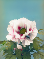 Tree Peony by Ogawa Kazumasa – Japanese Meiji Period Art Print