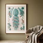 Siphonophorae – Ernst Haeckel Poster | Scientific Illustration & Marine Biology Art Print