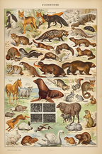 Vintage Fourrures by Adolphe Millot – Animal Illustration Art Print - Hakyarts