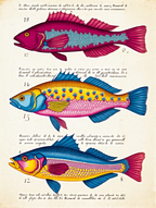Louis Renard – Underwater Gems