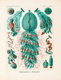 Siphonophorae – Ernst Haeckel Plakat | Videnskabelig Illustration & Marinebiologisk Kunsttryk