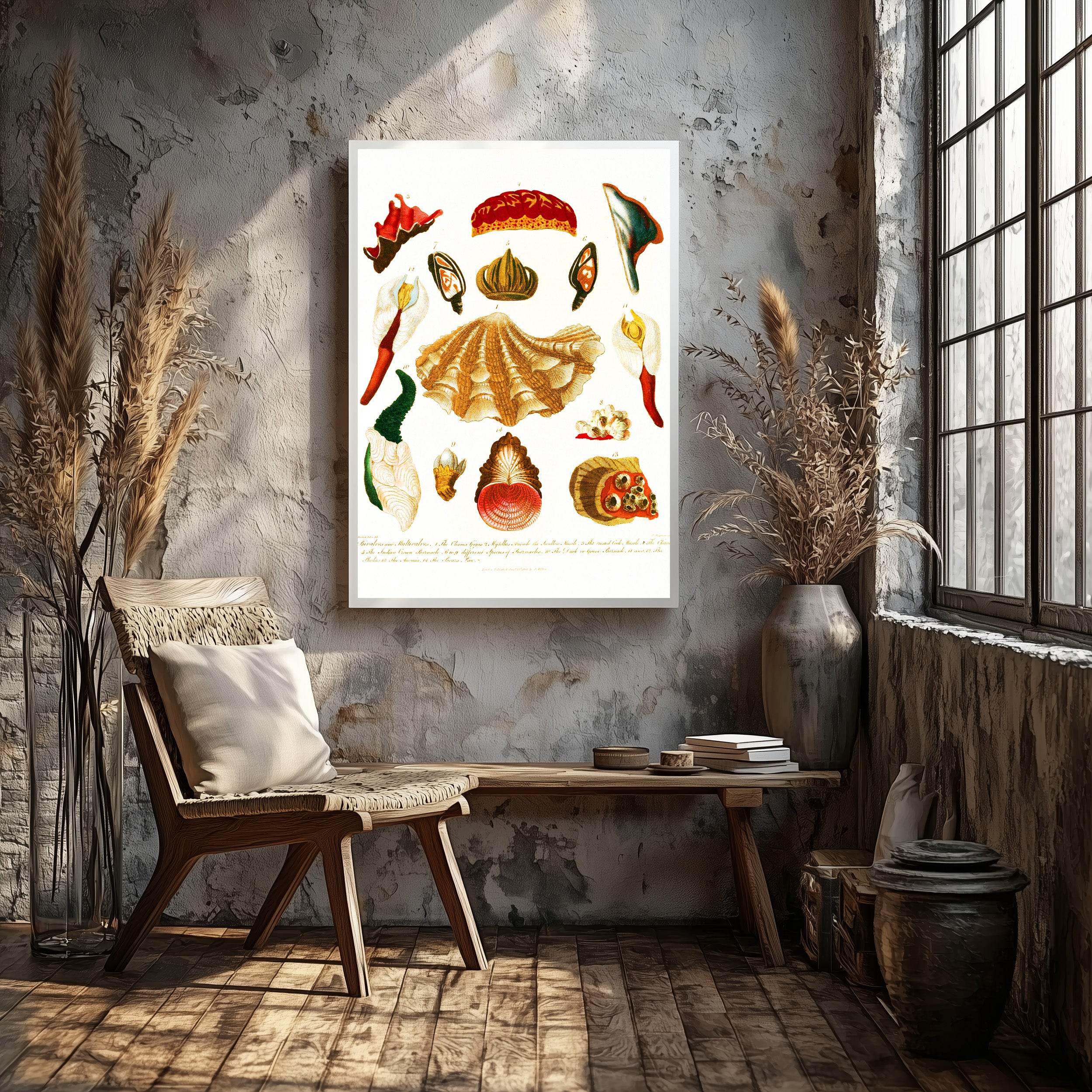 Encyclopaedia Londinensis – Conchology Pl. 15 - Hakyarts