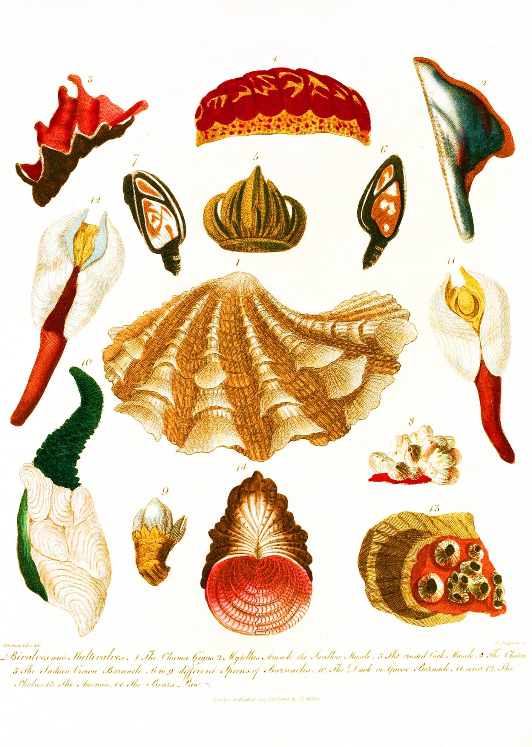 Encyclopaedia Londinensis – Conchology Pl. 15 - Hakyarts