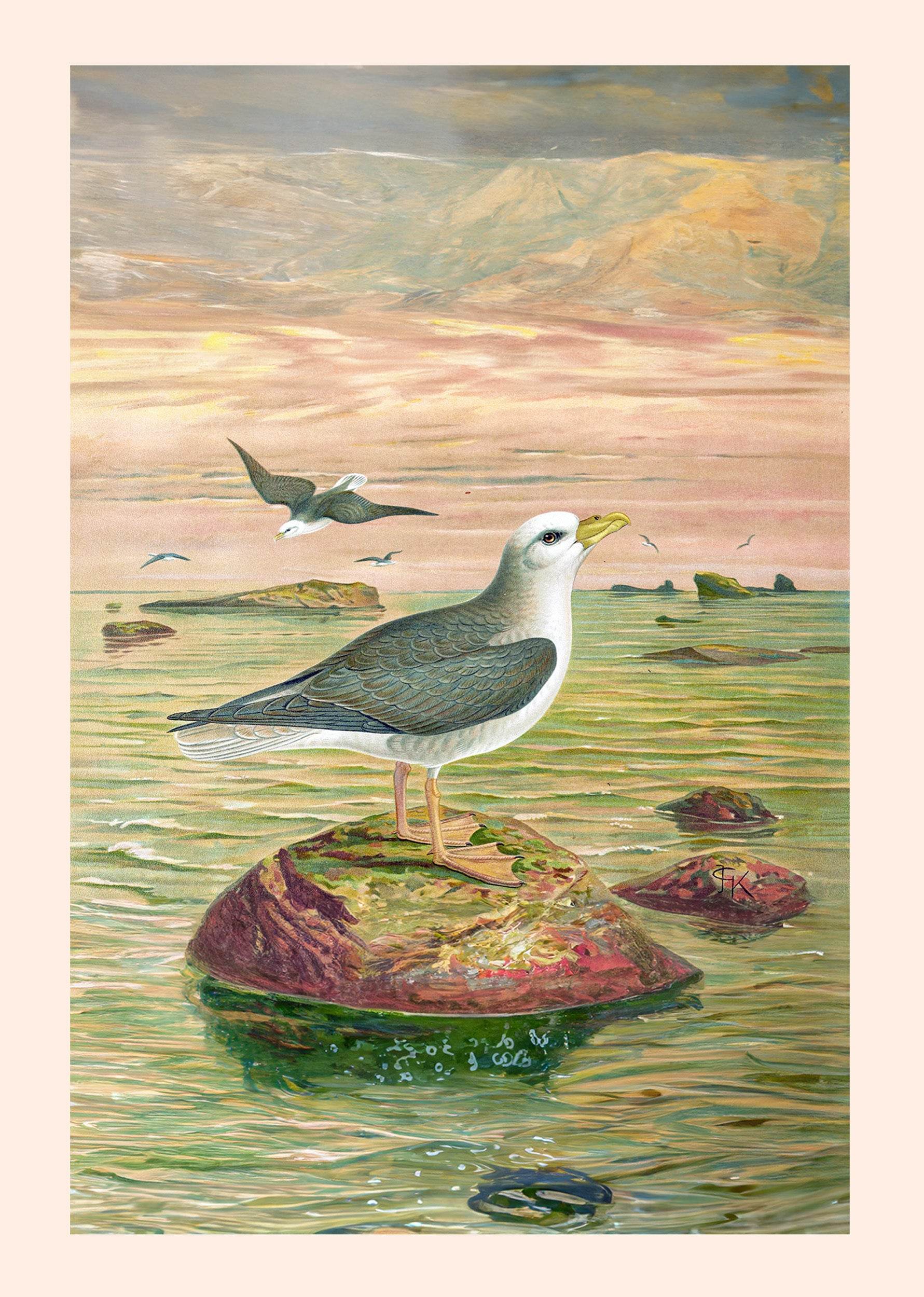 Fulmarus Glacialis - Hakyarts