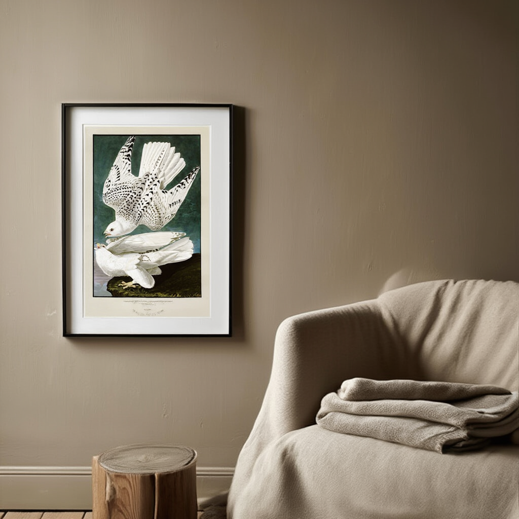 John James Audubon - Gyrfalcon