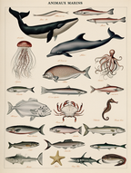 Adolphe Millot – Vintage Wildlife Trio