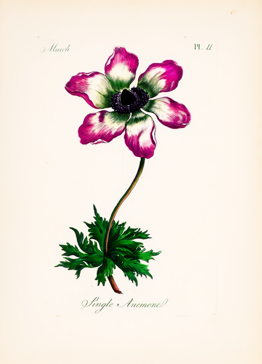 Single Anemone by Carington Bowles