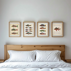 Louis Renard – Rare Fishes Collection
