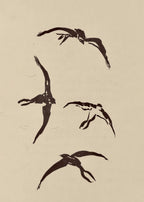 Set of 4 Art Prints – Vintage Birds - Hakyarts