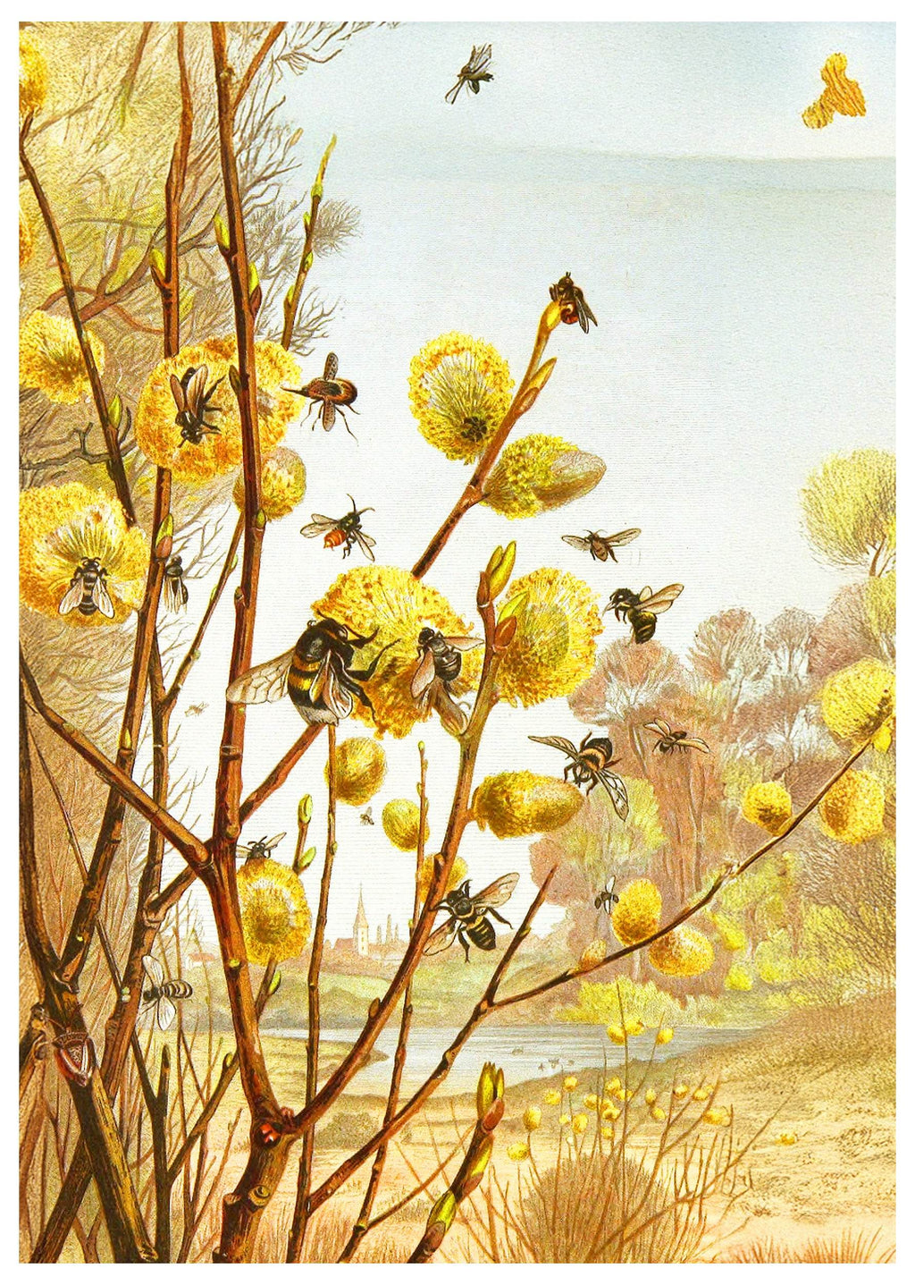 The Insects, Millipedes and Spiders Pl 07 - Hakyarts