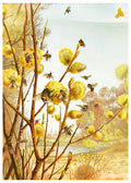 The Insects, Millipedes and Spiders Pl 07 - Hakyarts