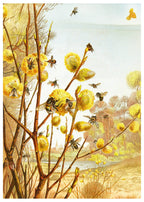 The Insects, Millipedes and Spiders Pl 07 - Hakyarts