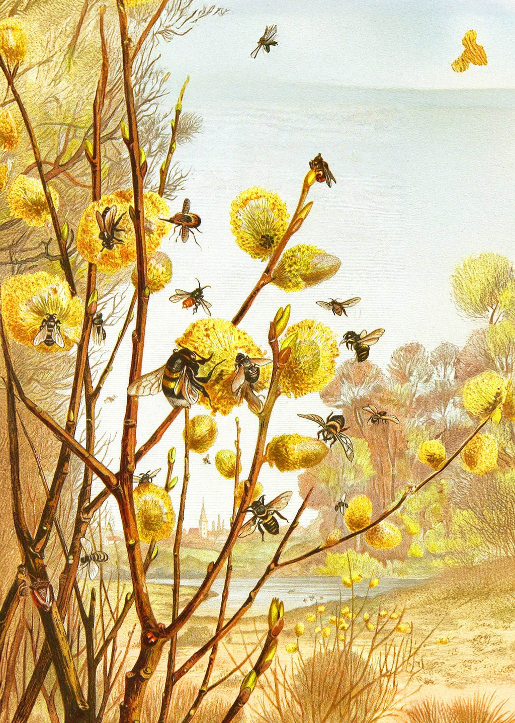 The Insects, Millipedes and Spiders Pl 07 - Hakyarts