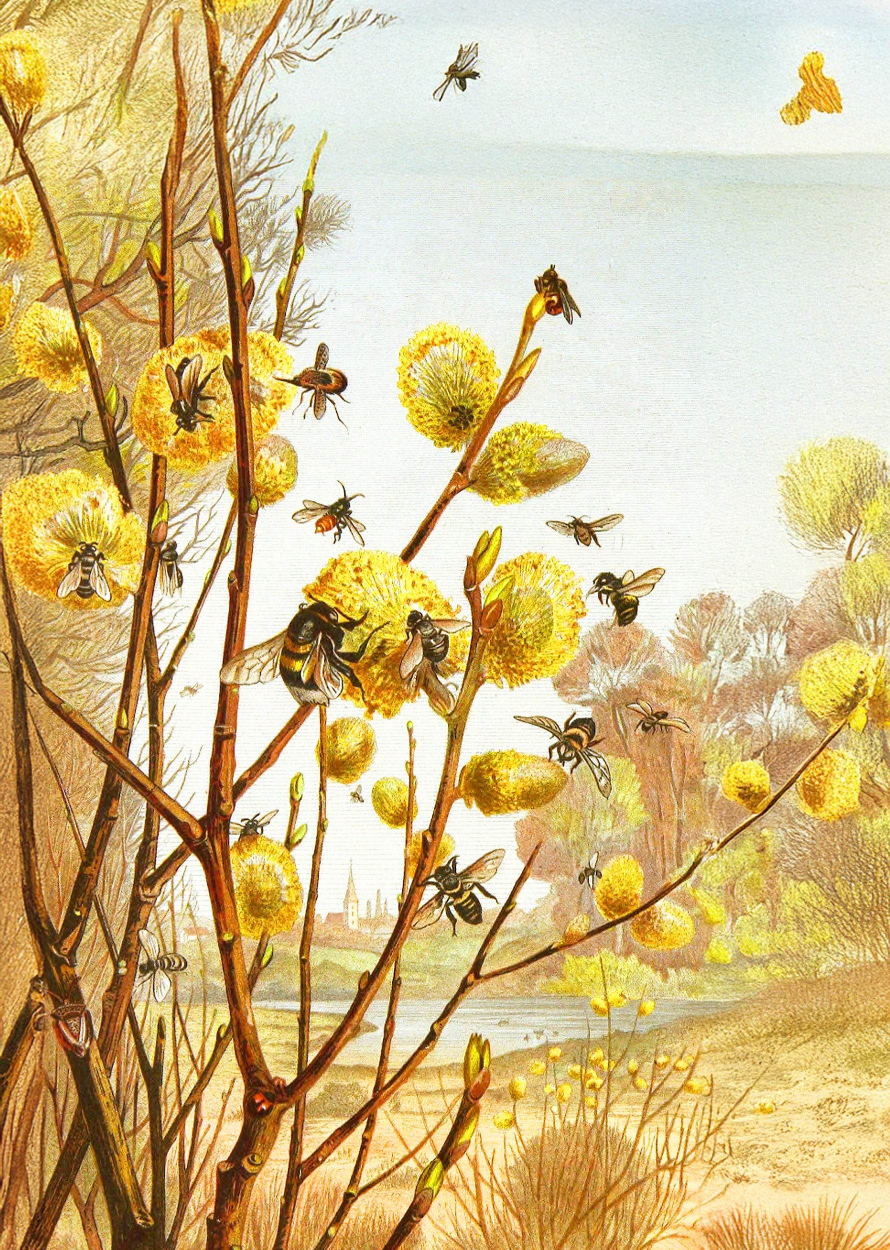 The Insects, Millipedes and Spiders Pl 07 - Hakyarts