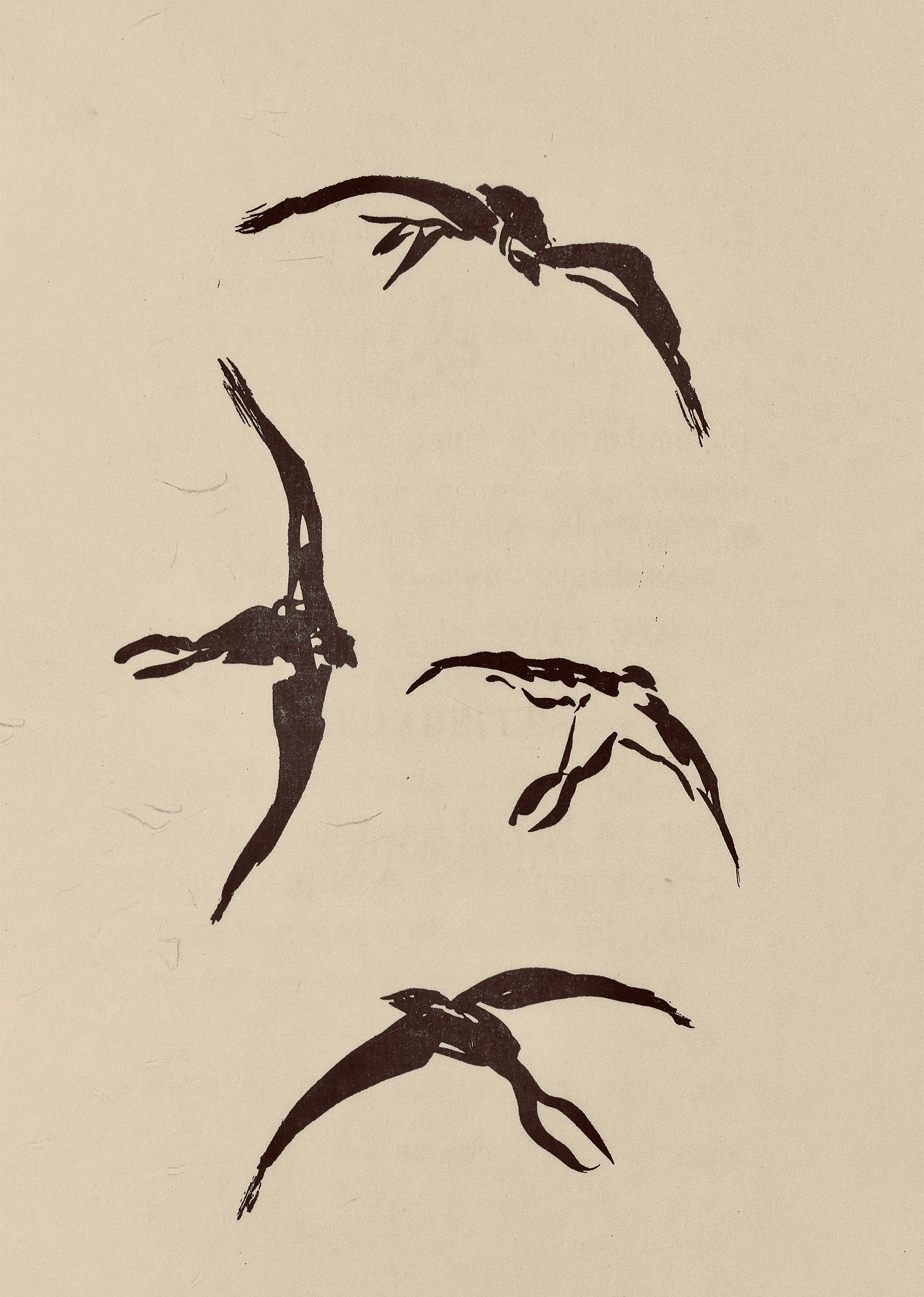 Swallow Flight Pattern – Vintage Ornithology Illustration Print | Graceful Bird Wall Art