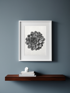 Margined Pyramidal Saxifrage by Karl Blossfeldt – Botanical Photography Art Print - Hakyarts