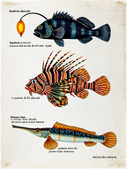 Louis Renard – Curious Creatures Series