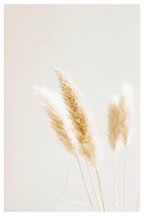 Beige Wheat Poster | Minimalist Botanical Wall Art Print - Hakyarts