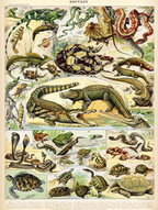 Vintage Reptiles by Adolphe Millot – Herpetology Illustration Art Print - Hakyarts