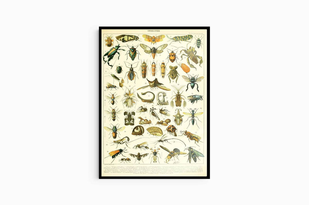 Adolphe Millot - Insectes II Poster - Hakyarts