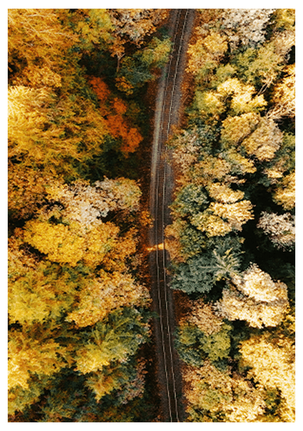 Aerial View of a Forest - Hakyarts
