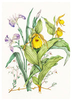 Agnes Fitzgibbon - Yellow Lady's Slippers - Hakyarts