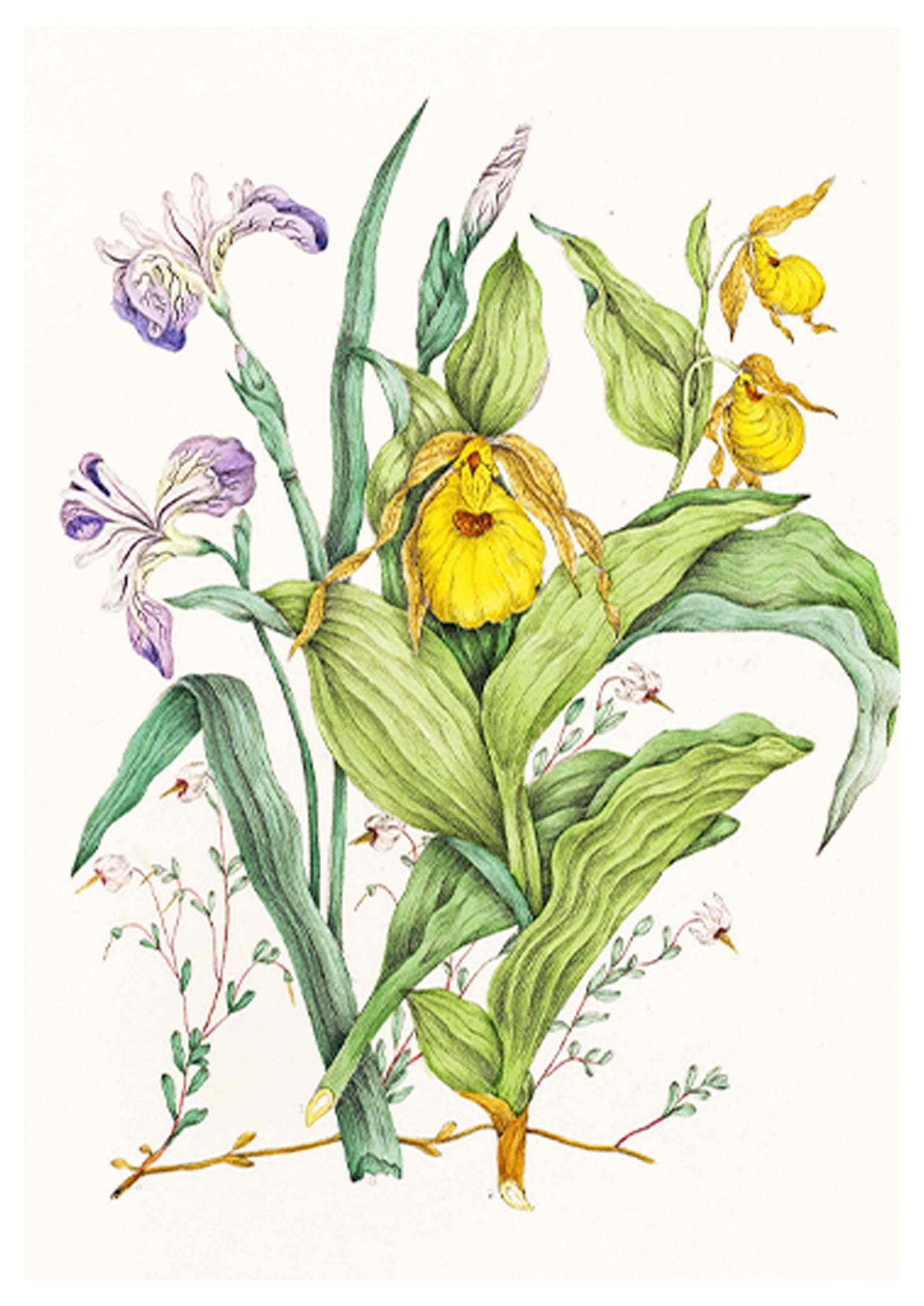 Agnes Fitzgibbon - Yellow Lady's Slippers - Hakyarts