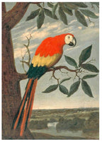 Arara by Albert Eckhout – Exotic Bird Illustration Art Print - Hakyarts